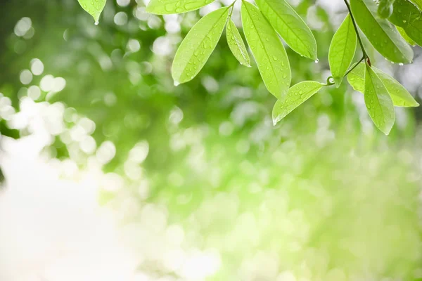 Närbild av naturen Visa grönt löv med regn droppe på suddig GRE — Stockfoto