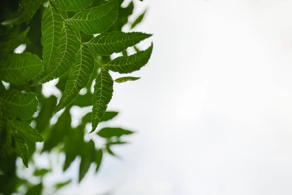 Close-up da natureza vista folha verde no fundo céu claro branco — Fotografia de Stock