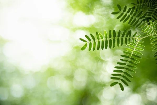 Primer plano de la vista de la naturaleza hoja verde en verde borroso backgroun —  Fotos de Stock