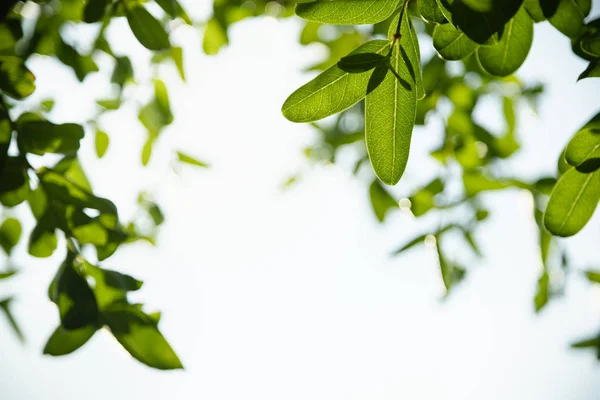 Primo piano della vista sulla natura foglia verde su sfondo verde sfocato — Foto Stock