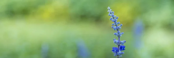 Крупним планом красива маленька синьо-фіолетова квітка з зеленим l — стокове фото