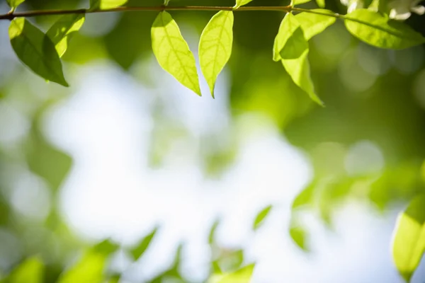 Primo piano della vista sulla natura foglia verde su sfondo verde sfocato — Foto Stock