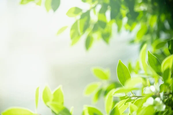 Primer plano de la vista de la naturaleza hoja verde en verde borroso backgroun —  Fotos de Stock