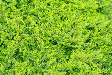 Bulanık yeşillik artalan doğa görünümü yeşil yaprak yakın