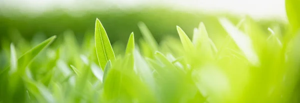 Close-up van natuur zicht groen blad op wazig groen backgroun — Stockfoto