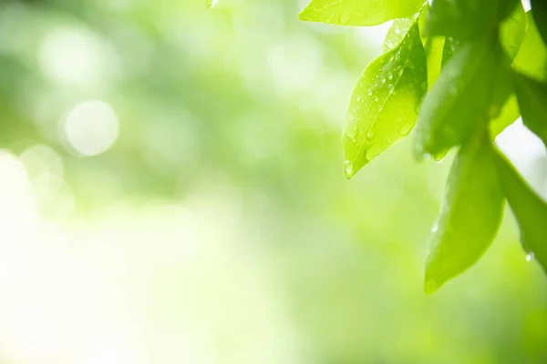 Κοντινό κομμάτι της φύσης θέα πράσινο φύλλο με σταγόνα βροχής σε θολή γκόλ — Φωτογραφία Αρχείου