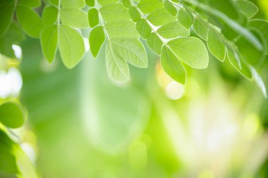 Bulanık yeşillik artalan doğa görünümü yeşil yaprak yakın