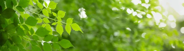 Primer plano de la vista de la naturaleza hoja verde en verde borroso backgroun —  Fotos de Stock