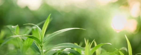 Nahaufnahme der Natur Ansicht grünes Blatt auf verschwommenem grünen Hintergrund — Stockfoto