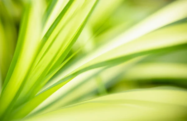 Закрыть вид на природу зеленый лист на размытой спинке зелени — стоковое фото