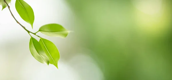 Pohled zblízka na zelený list na rozmazané zelenotěsné backgroun — Stock fotografie