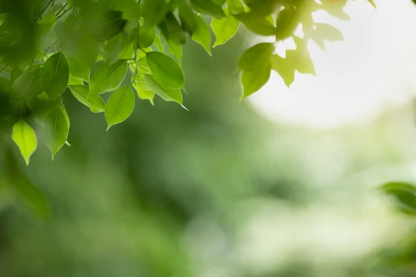 Bliska natura widok zielony liść na niewyraźne zieleni oświetlenie tła — Zdjęcie stockowe