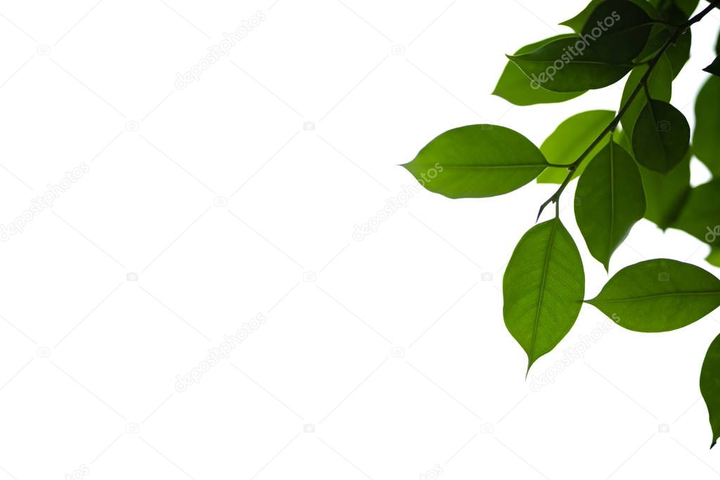 Close up of nature view green leaf on white isolated  background