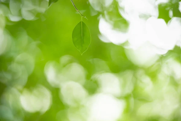 Närbild av naturen Visa gröna löv på suddig grönska bakgrunds — Stockfoto