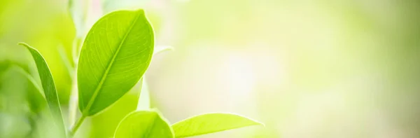 Close-up van natuur zicht groen blad op wazig groen backgroun — Stockfoto