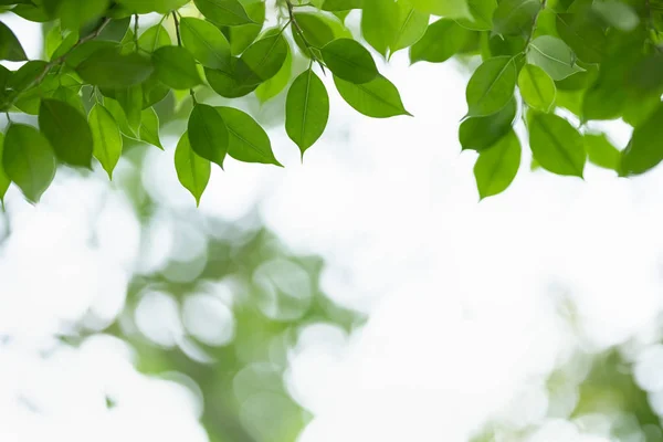 Aproape de natura vedere frunze verzi pe verdeață încețoșată backgroun — Fotografie, imagine de stoc