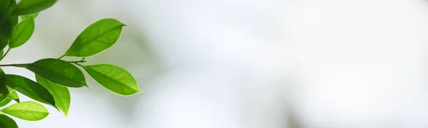 ぼやけた緑のバックグローンの自然ビュー緑の葉のクローズアップ — ストック写真
