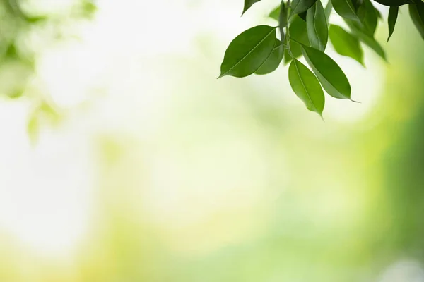 ぼやけた緑のバックグローンの自然ビュー緑の葉のクローズアップ — ストック写真