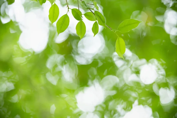 Närbild av naturen Visa gröna löv på suddig grönska bakgrunds — Stockfoto