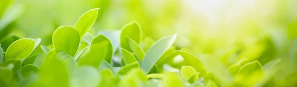 Close-up van natuur zicht groen blad op wazig groen backgroun — Stockfoto