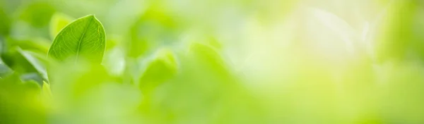 Close up of nature view green leaf on blurred greenery backgroun — Stock Photo, Image