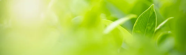 Close-up van natuur zicht groen blad op wazig groen backgroun — Stockfoto