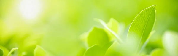 Primer plano de la vista de la naturaleza hoja verde en verde borroso backgroun — Foto de Stock