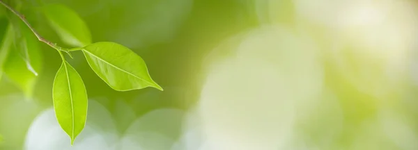 Pohled zblízka na zelený list na rozmazané zelenotěsné backgroun — Stock fotografie