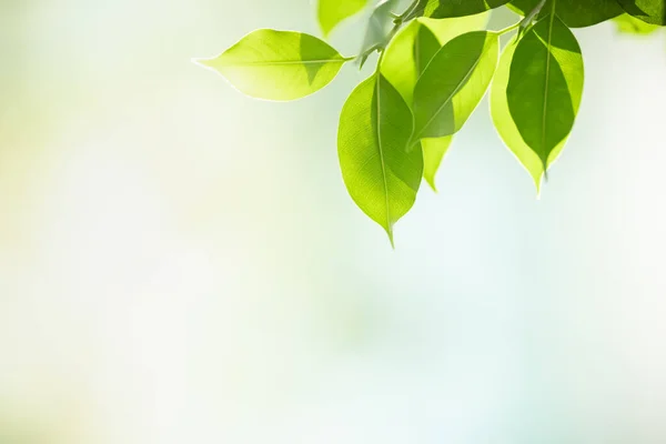 Närbild av naturen Visa gröna löv på suddig grönska bakgrunds — Stockfoto