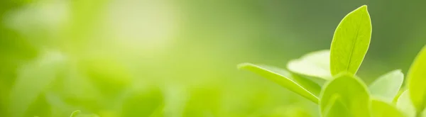 Primer plano de la vista de la naturaleza hoja verde en verde borroso backgroun — Foto de Stock