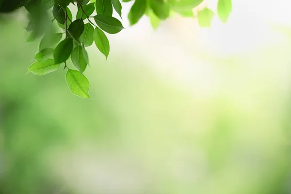 Primer plano de la vista de la naturaleza hoja verde en verde borroso backgroun —  Fotos de Stock