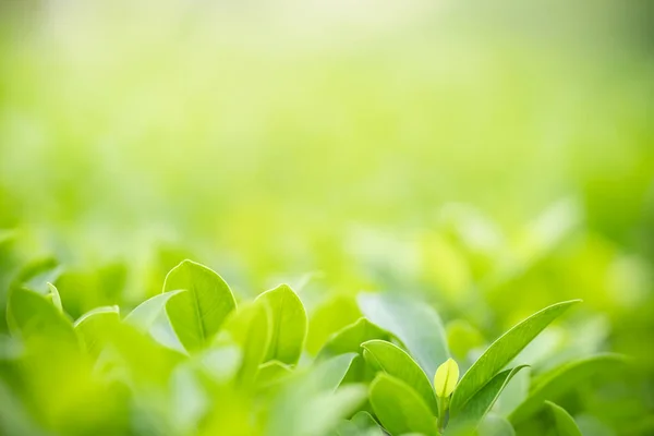 Close-up da natureza vista folha verde em vegetação borrada backgroun — Fotografia de Stock