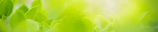 Nahaufnahme der Natur Ansicht grünes Blatt auf verschwommenem grünen Hintergrund — Stockfoto