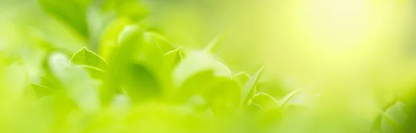 Primer plano de la vista de la naturaleza hoja verde en verde borroso backgroun — Foto de Stock