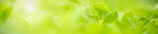 Close up of nature view green leaf on blurred greenery backgroun — Stock Photo, Image