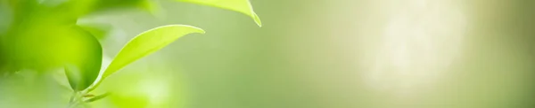 Bulanık yeşillik artalan doğa görünümü yeşil yaprak yakın — Stok fotoğraf