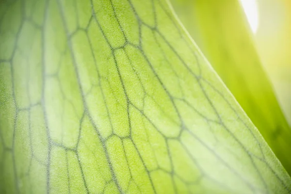 Закрыть вид на природу зеленый лист на размытой спинке зелени — стоковое фото