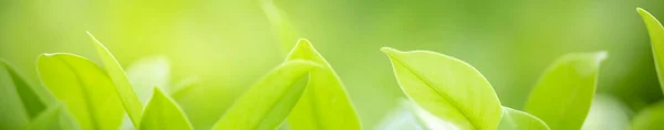 Primer plano de la vista de la naturaleza hoja verde en verde borroso backgroun — Foto de Stock