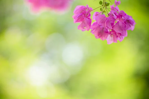 Close up of nature view pink Bougainvillea on blurred greenery b — Stock Photo, Image