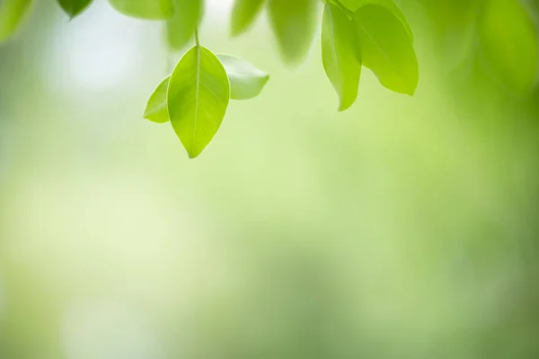 Primer plano de la vista de la naturaleza hoja verde en verde borroso backgroun —  Fotos de Stock