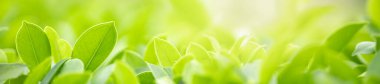 Doğaya bakış açısını kapat. Bulanık yeşil arkaplan üzerinde yeşil yaprak. Güneş ışığı altında, arka plan olarak doğal bitkiler manzarası, ekoloji örtüsü konsepti kullanarak bokeh ve kopyalama alanı altında..