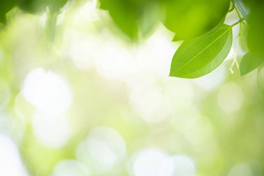 Arka plan doğal bitkiler peyzaj, ekoloji duvar kağıdı kavramı kullanarak bokeh ve kopya alanı ile güneş ışığı altında bulanık yeşillikler arka plan üzerinde doğa görünümü yeşil yaprak yakın.