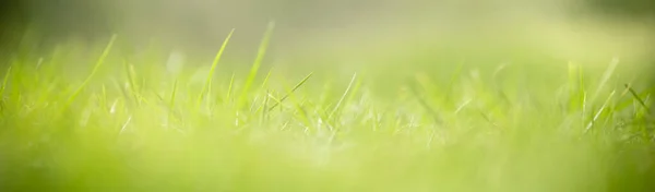 Nahaufnahme Der Natur Ansicht Grünes Grasblatt Auf Verschwommenem Grünen Hintergrund — Stockfoto