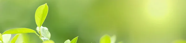 Close Nature View Green Leaf Blurred Greenery Background Sunlight Bokeh — Fotografia de Stock