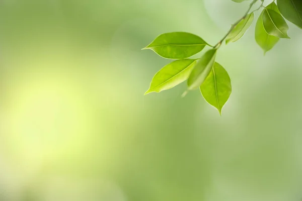 自然視野の緑の葉をクローズアップする ボケと背景自然植物の風景 エコロジー壁紙コンセプトを使用して 日光の下でぼやけた緑の背景に緑の葉 — ストック写真