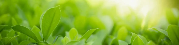 Close Nature View Green Leaf Blurred Greenery Background Sunlight Bokeh — Fotografia de Stock