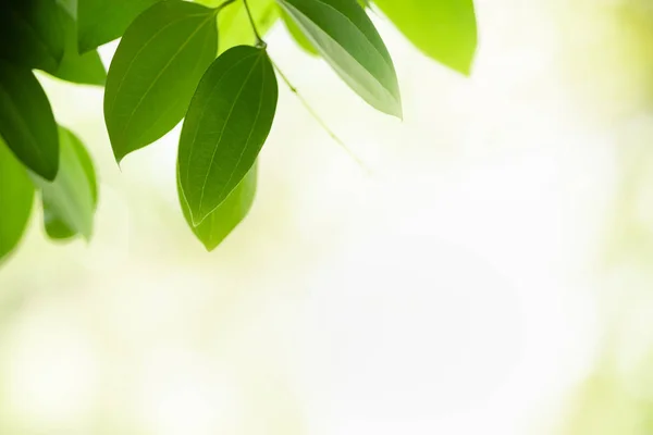 Primer Plano Naturaleza Ver Hoja Verde Sobre Fondo Vegetación Borrosa — Foto de Stock