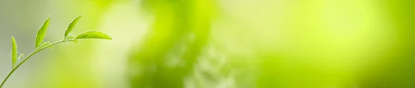 Close Nature View Green Leaf Blurred Greenery Background Sunlight Bokeh — Fotografia de Stock