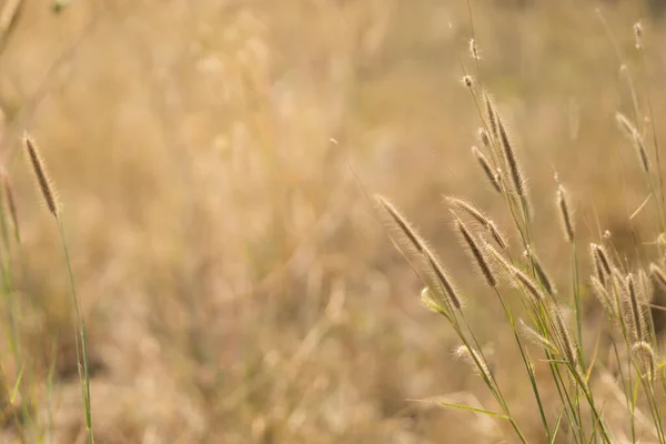 Zbliżenie Natury Widok Trawy Kwiat Rozmytej Zieleni Tło Świetle Słonecznym — Zdjęcie stockowe