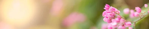 Close Nature View Pink Flower Blurred Greenery Background Sunlight Bokeh — Stock Photo, Image